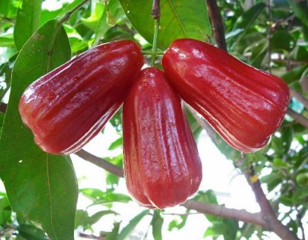 Jambu Air Kusuma Merah